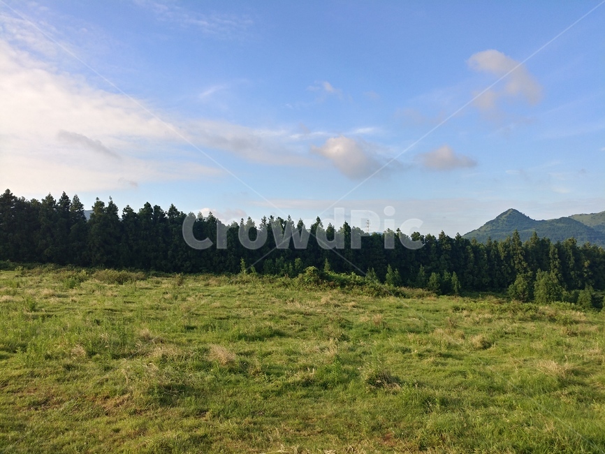 제주도,초원,들판,숲,풍경,자연,풍경,nature,landscape,tree,나무,plant,식물,fir,전나무,outdoors,옥외,field,들,grassland,목초지