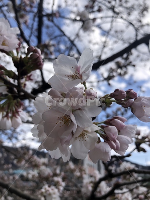 벚꽃,cherryblossom,blossom,꽃,flower