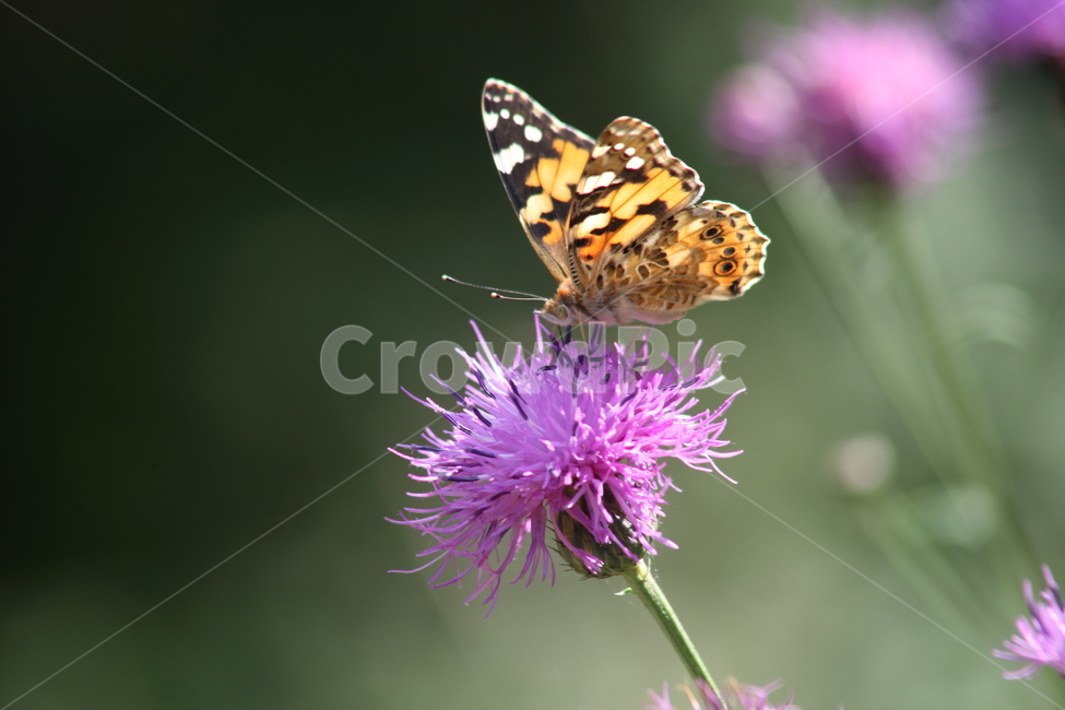 산비장이,암끝검은표범나비,나비,동물,argyreushyperbius,식물,자연,plants,nature,꽃,flower,곤충,벌레,insect,bug