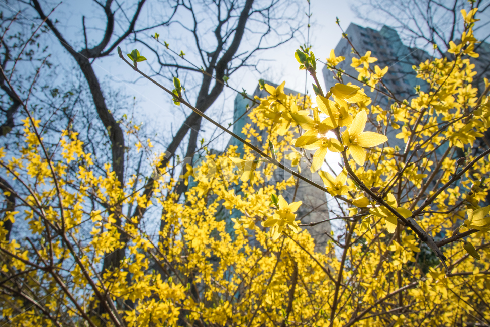개나리,봄,꽃,공원,산책,florsythia,spring,flower,봄,계절,spring,season,식물,자연,plants,nature,꽃,flower,plant