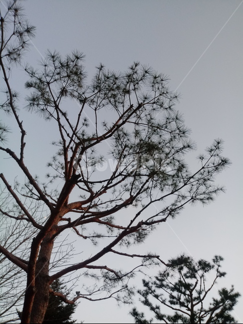 나무,식물,tree,plant,자유,겨울,소나무,푸른,어두운,추운,쌀쌀한,산,공원,사계절