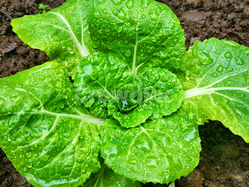 채소,봄,봄동,야채,vegetable,food,음식,식물,plant