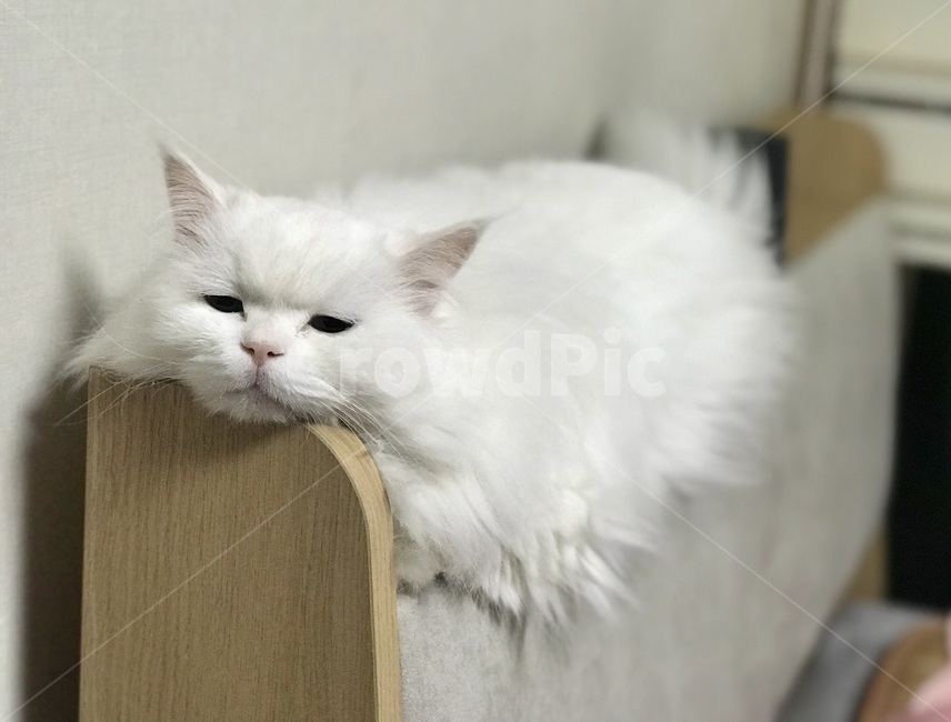 고양이,반려묘,cat,반려동물,터키쉬앙고라,cats,냐옹,냥