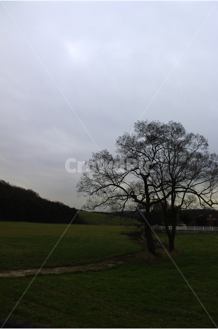 나무,하늘,겨울,초원,목장,자연,풍경,nature,landscape,식물,plants,나무,trees,wood,grass,잔디,plant,tree