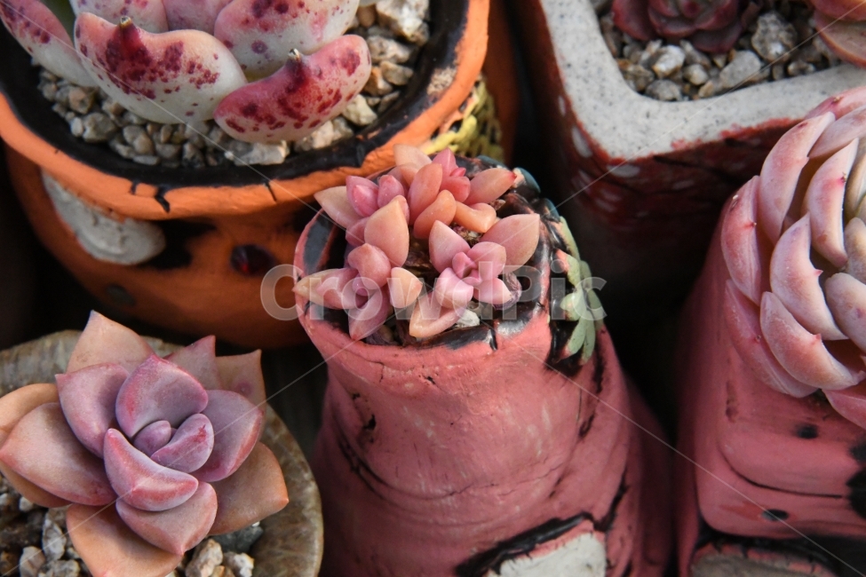 다육이,다육,다육식물,화분,식물,화초,배경,자연,plants,취미,그린,환경,키우기,아름다운,화려한,생명,생활,background,식물,자연,plants,nature