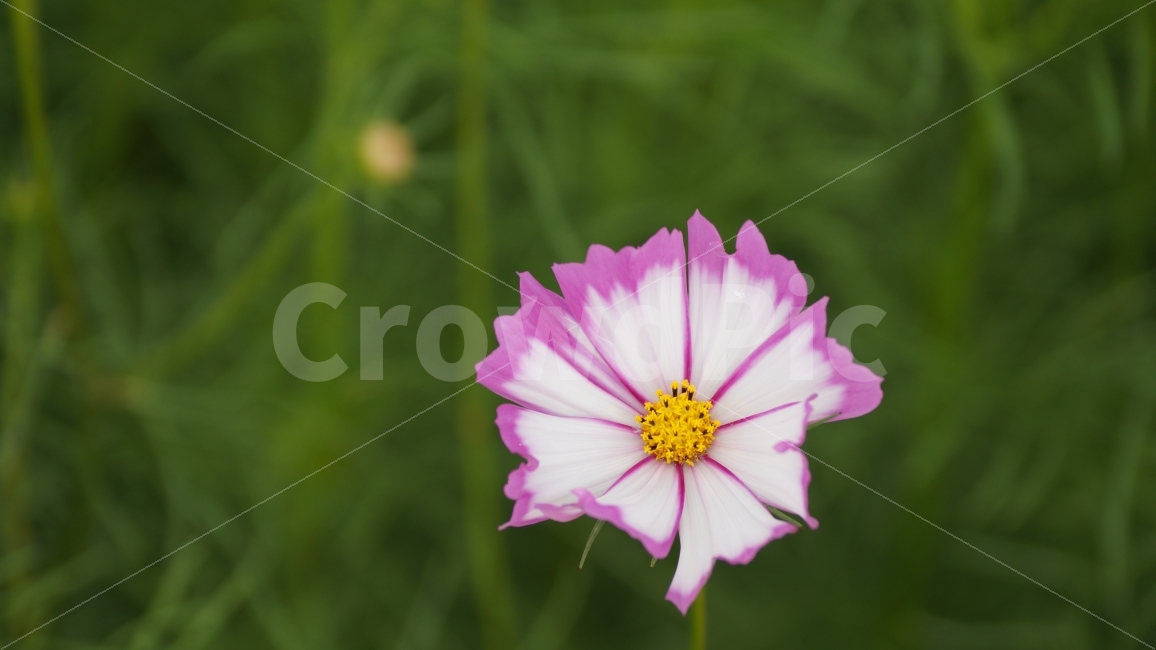 꽃,꽃사진,코스모스,가을,식물,가을,계절,fall,autumn,season,식물,자연,plants,nature,꽃,flower,plant