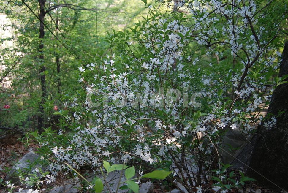 산,tree,trail,자연,봄,식물,자연,plants,nature,꽃,flower