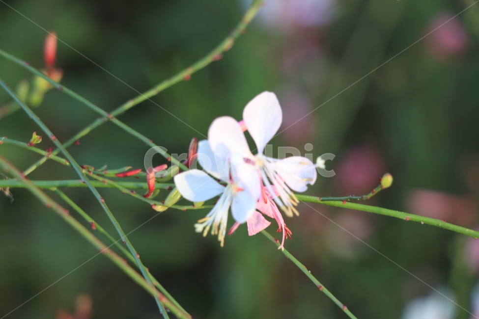 꽃,들꽃,야생화,flower,wildflower,식물,자연,plants,nature,꽃,flower