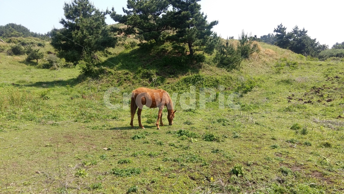 nature,grassland,목초지,자연,field,동물,animal,포유류,mammal