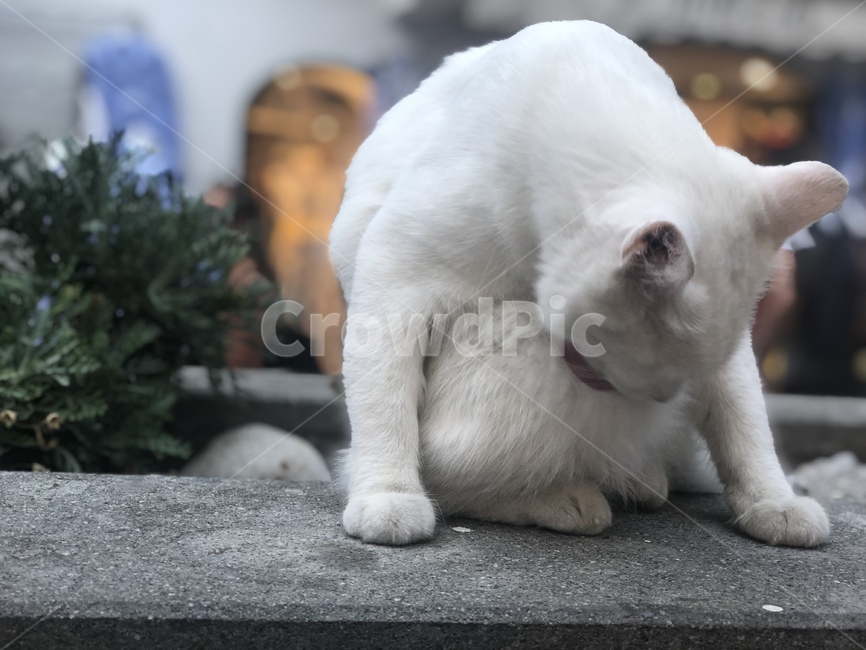 고양이,길고양이,흰고양이,동물,cat,streetcat,whitecat,animal