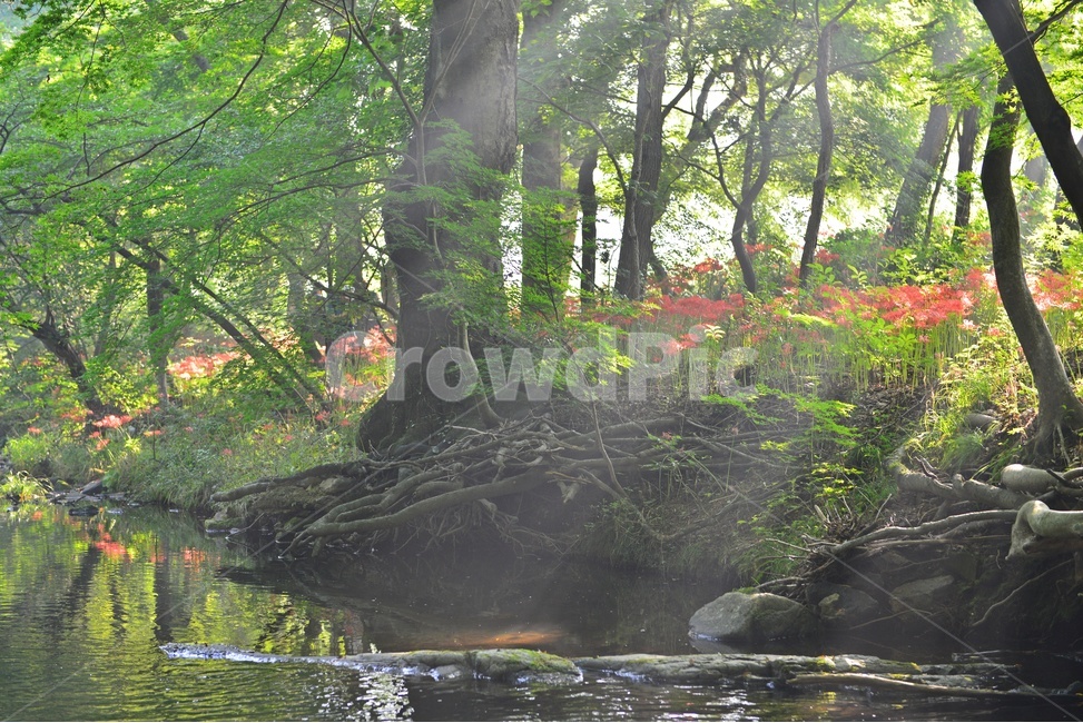 outdoors,옥외,leaf,잎,tree,나무,treetrunk,나무줄기,plant,식물,flower,blossom,꽃,고창,선운사,상사화,꽃무릇,만개,아침,도솔천,반영,빛내림,자연,풍경,nature,landscape,휴식,힐링,rest,relaxation,healing