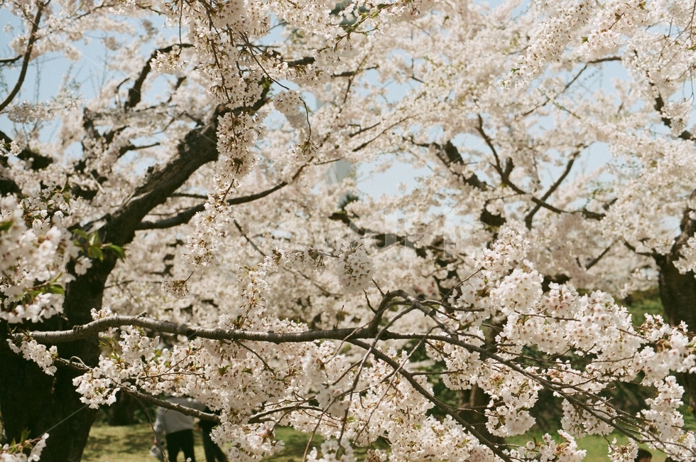 봄,벚꽃,꽃,일본,하코다테,감성,풍경,계절,spring,flower,식물,자연