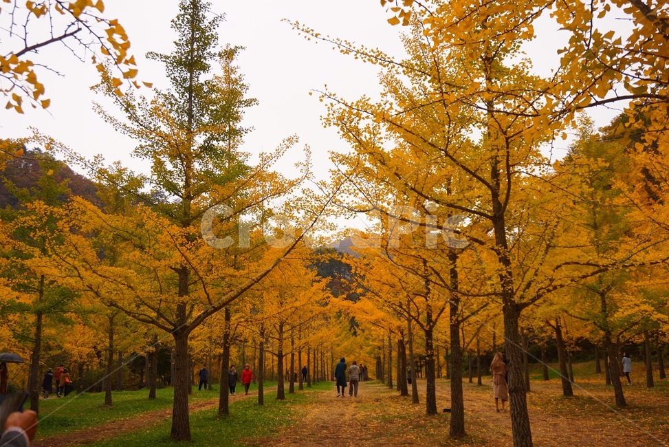 tree,나무,plant,단풍,maple,가을,풍경,가을,계절,fall,autumn,season,자연,풍경,nature,landscape,식물