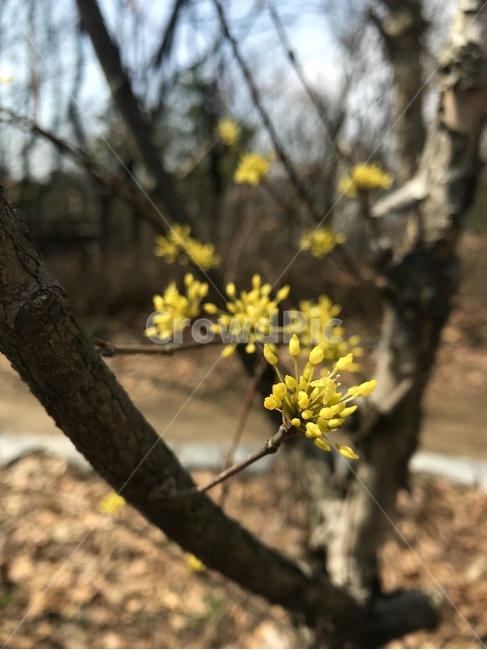 plant,식물,꽃,flower,산수유,yellow