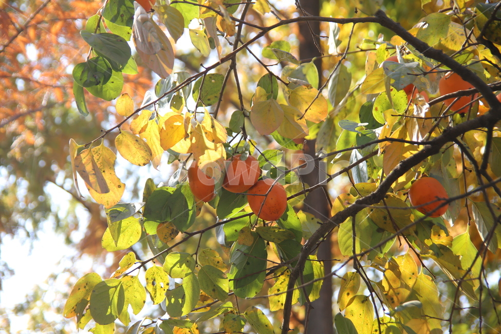 감,대봉,가을,과일,food,식물,잎,가을,계절,fall,autumn,season,과일,열매,fruit,plant,leaf