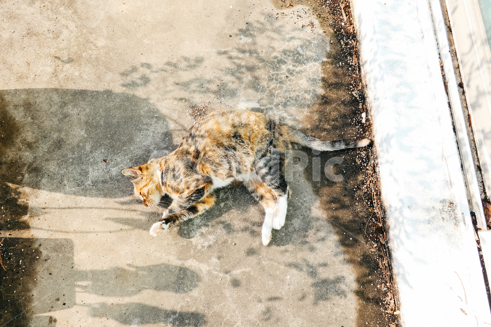 고양이,길고양이,길냥이,cat,냥이,동물,냥냥펀치,동물,animal,포유류,mammal,고양이,cat,kitten,kitty