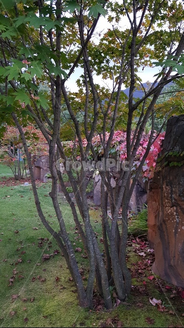 plant,식물,옥외,단풍나무,나무,잔디,나무,trees,wood