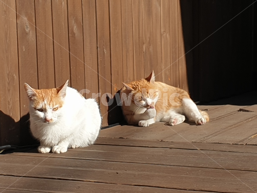 고양이,cat,동물,animal,길고양이,일광욕,두마리,동물,animal,포유류,mammal,고양이,cat,kitten,kitty