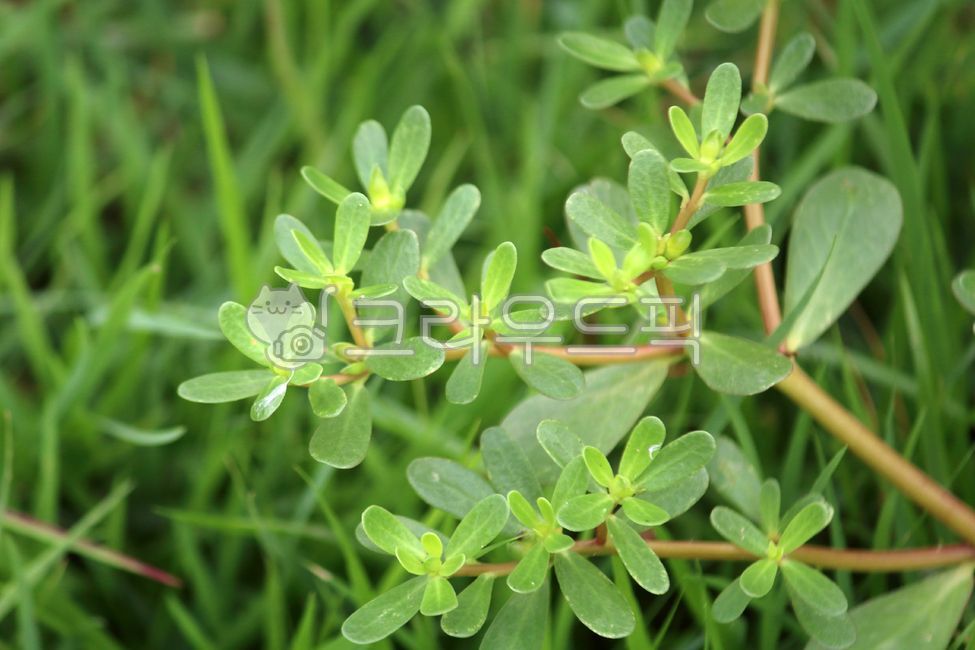 식물,잎,plant,leaf,쇠비름