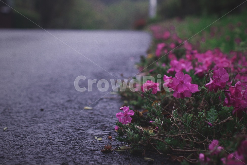 길가,꽃,분홍꽃,분홍색,식물,자연,감성,쓸쓸함,비오는날,road,street,pink,flower,nature,rain