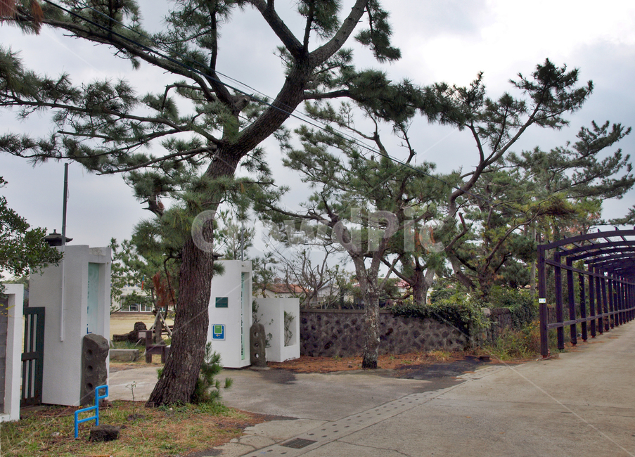 무릉생태학교,시작점,올레12코스,올레길,제주,서귀포시,제주도,jeju,jeju island,flagstone,판석,tree,나무,plant,식물