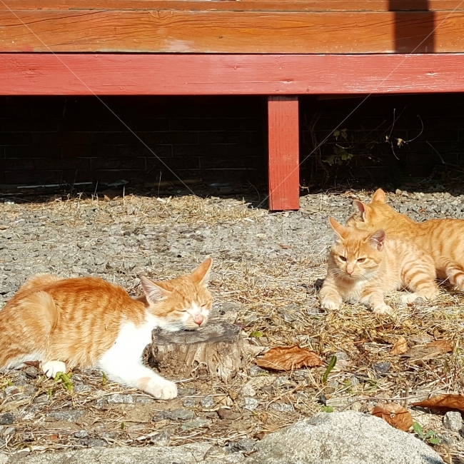 고양이,동물,자연,가을,힐링,낙엽,길냥이,반려묘,반려동물,전원,전원생활,시골,산,낮잠,오후,햇살,잠,식곤증,졸음,nature,animal,autumn,nap,day,daylight,동물,animal,포유류,mammal,고양이,cat,kitten,kitty