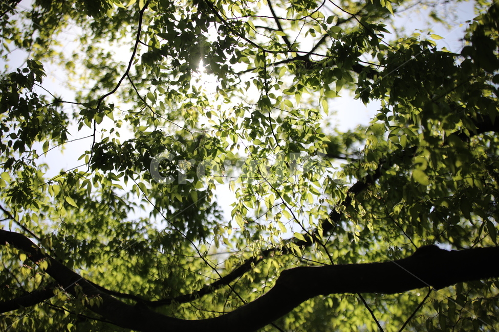 나무,햇볕,봄,여름,푸르름,푸름,나무잎,볕,싱그러움,식물,자연,plants,nature,휴식,힐링,rest,relaxation,healing