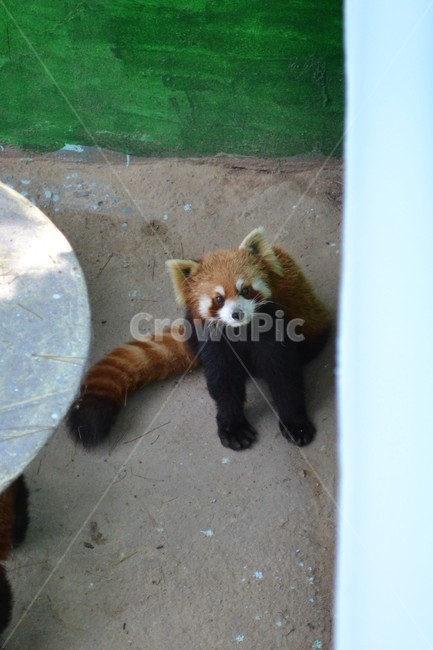 랫서팬더,rasterpanda,동물,animal,레서판다,너구리판다