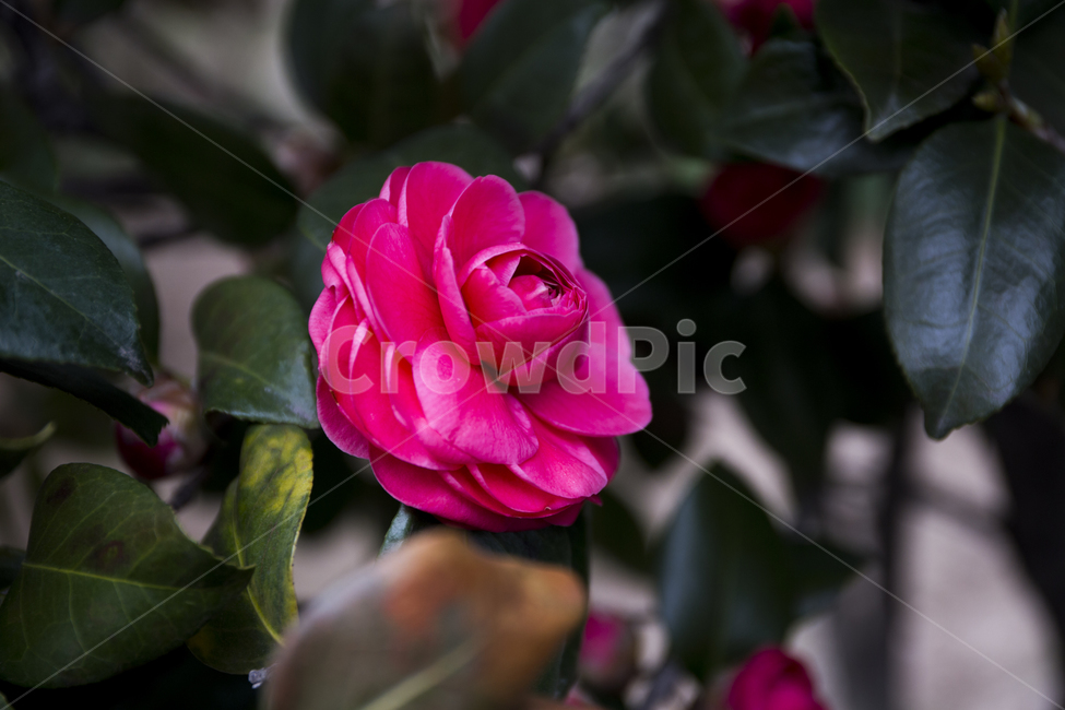 동백꽃,동백나무,꽃,봄,접사,봄,계절,spring,season,식물,자연,plants,nature,꽃,flower,rose,장미,plant,blossom