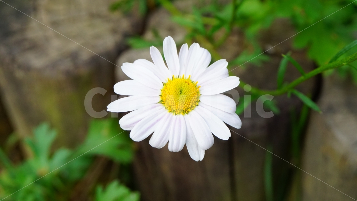 구절초,꽃,흰꽃,꽃사진,식물,plant,flower,white,color,접사,한송이,하얗다,九節草,노란색,흰색,식물,자연,plants,nature,꽃,flower