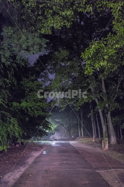 공원,새벽,안개,여름,tree
