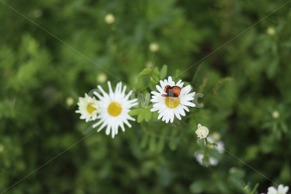 샤스타데이지,꽃,풍경,봄,흰색,식물,자연,plants,nature,꽃,flower,동물,animal,곤충,벌레,insect,bug