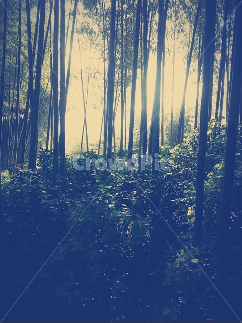 대나무숲,대나무,대나무숲속햇빛,숲속,대나무사이빛,자연,풍경,nature,landscape,plant,식물,vegetation,초목