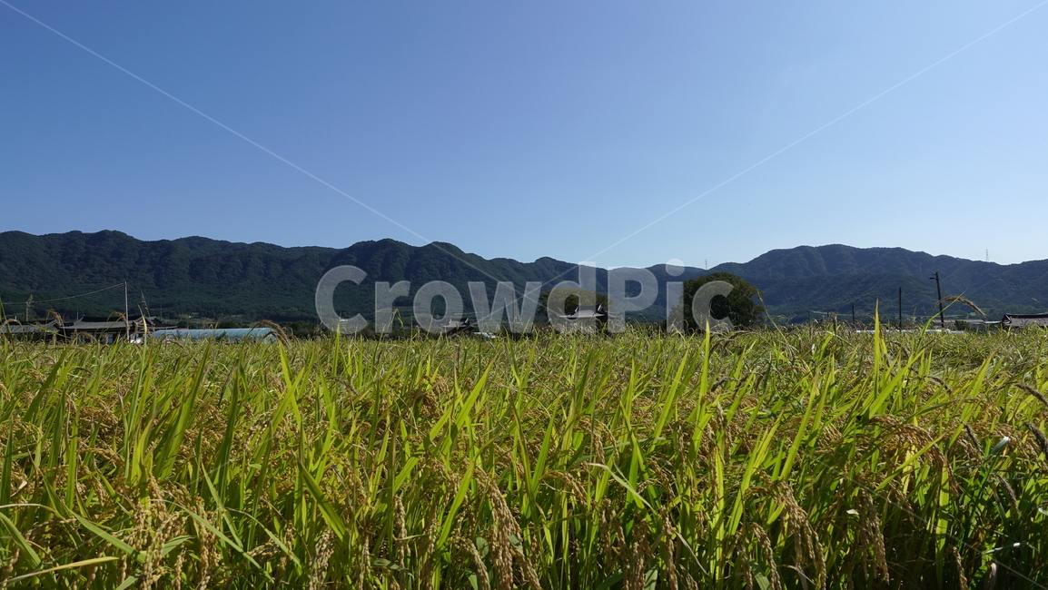 가을,삼지내마을,벼,논,하늘,산,자연,시골,농업,농사,agriculture,farming,farming industry