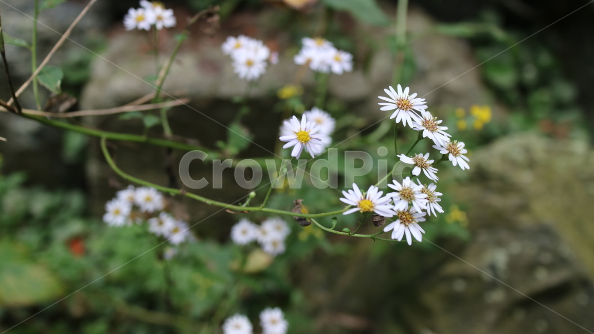 plant,식물,blossom,꽃,daisy,데이지,flower,daisies,하양,하얀꽃