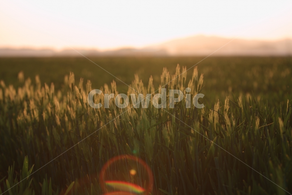 봄,자연,풍경,식물,청보리,보리,식물,자연,plants,nature,감성,sensible,feeling