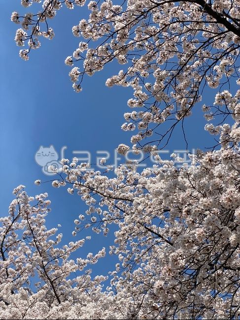 flower,꽃,벚꽃,하늘,자연