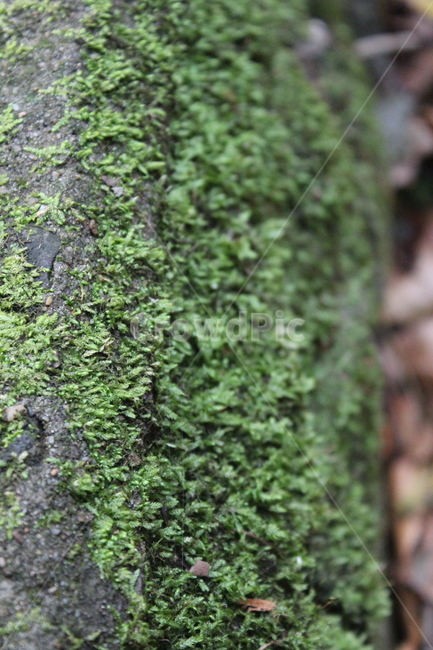 이끼,식물,moss,plant,자연,식물,자연,plants,nature