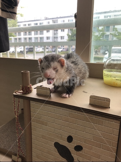 페럿,하품,애완동물,귀여운,패릿,동물,animal,포유류,mammal