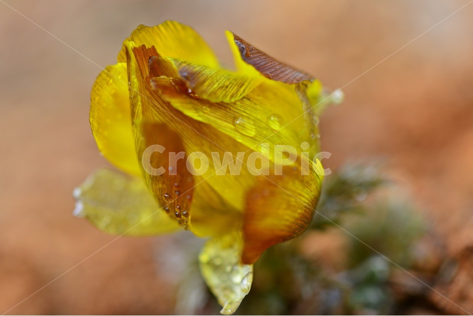 plant,식물,복수초,봄꽃,꽃,복수초꽃,식물,자연,plants,nature