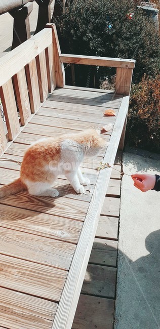 고양이,감성,냥냥이,동물,따뜻한,warm,나른한,분위기있는,animal,cat,cute,귀여운,감성적인