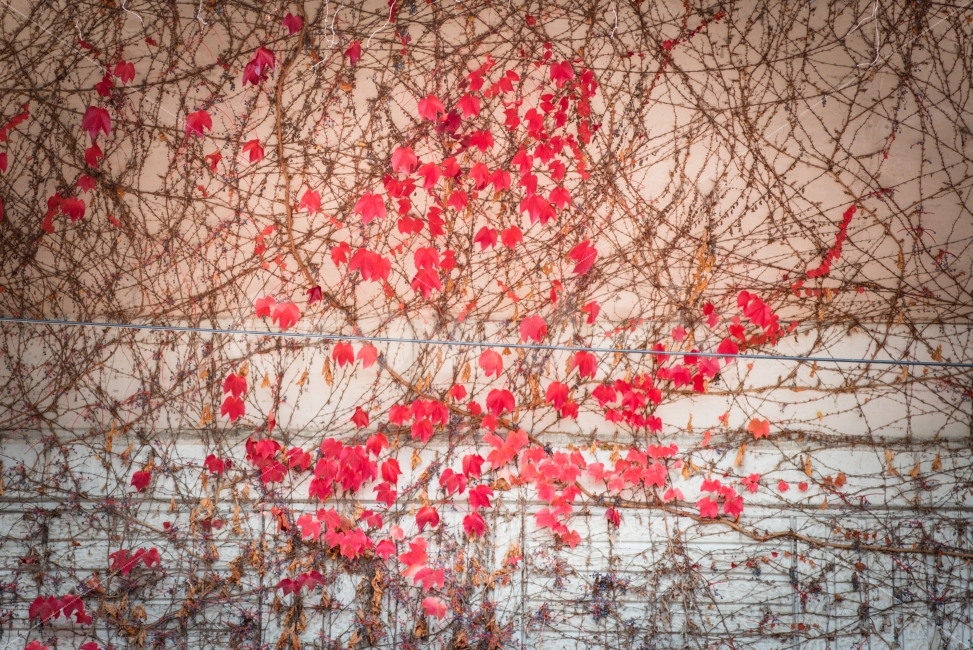 덩쿨,늦가을,붉은단풍,낙엽,가을,덩쿨식물,식물,가을,계절,fall,autumn,season,식물,자연,plants,nature,감성,sensible,feeling,plant