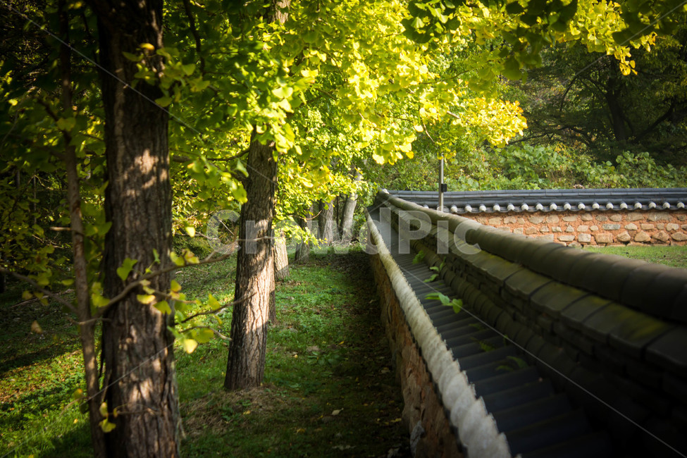 장성,백양사,단풍,가을,풍경,담길,가을,계절,fall,autumn,season,자연,풍경,nature,landscape,한국자연풍경,한국자연경관,korea nature landscape,plant,식물,tree trunk,나무 줄기,tree,나무