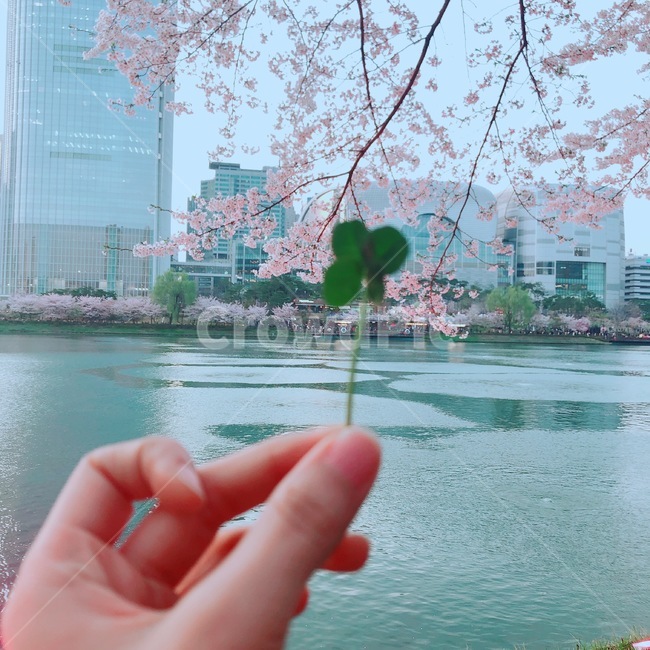 석촌호수,행운,네잎클로버,봄,손,벚꽃,사람,인물