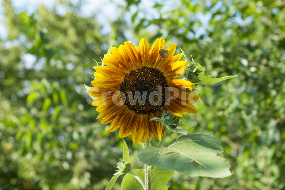 해바라기,가을,꽃,식물,노란색,식물,자연,plants,nature,꽃,flower