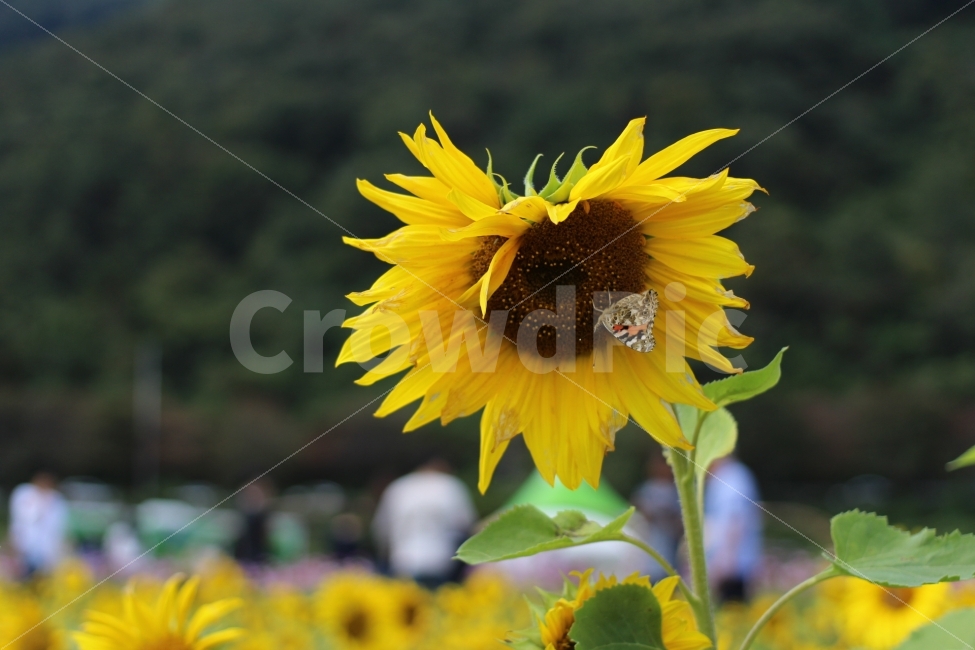 해바라기,나비,꽃,구절초축제,가을,flower,canon,100d,스냅,dslr,식물,자연,plants,nature,꽃,flower,동물,animal,곤충,벌레,insect,bug