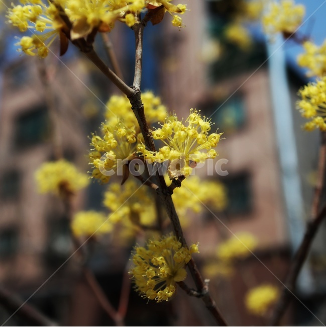 꽃,노랑,봄,자연,노란꽃,식물,자연,plants,nature,꽃,flower