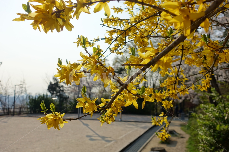 개나리,봄,꽃,flower,yellow,노란색,노란꽃
