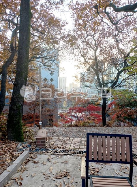 Bench,bench,tree,leaf,tree trunk,fallen leaves,Maple tree,treetrunk,autumn leaves,autumn,Maple