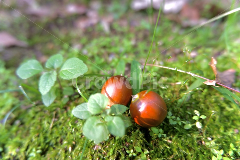 도토리,식물,plant,이끼,산